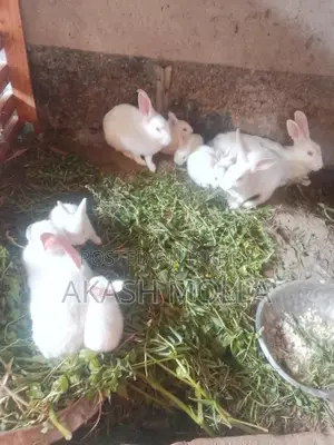 Rabbits