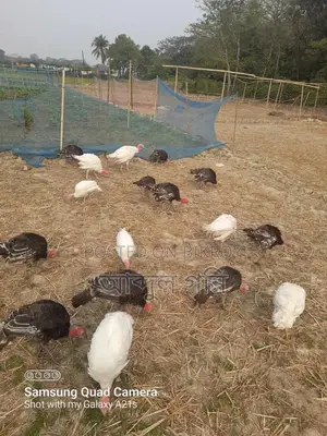 Turkey Chicks for Sale