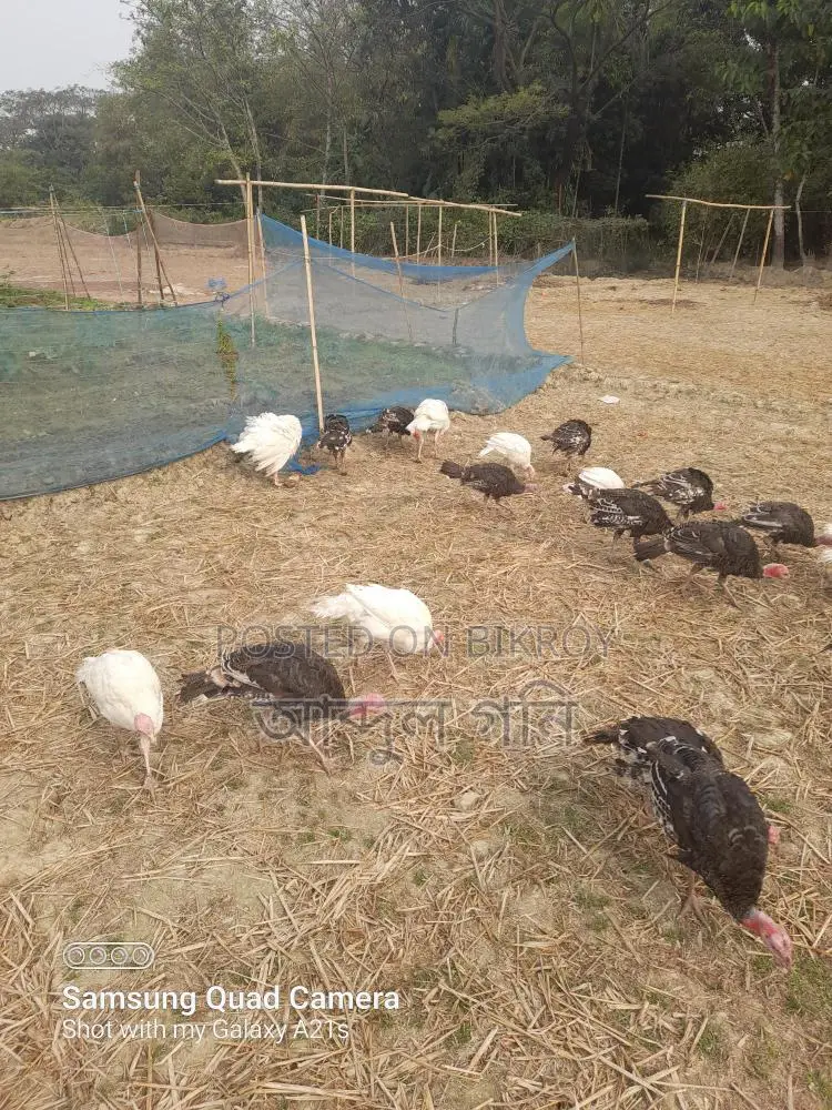Turkey Chicks for Sale