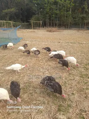 Turkey Chicks for Sale