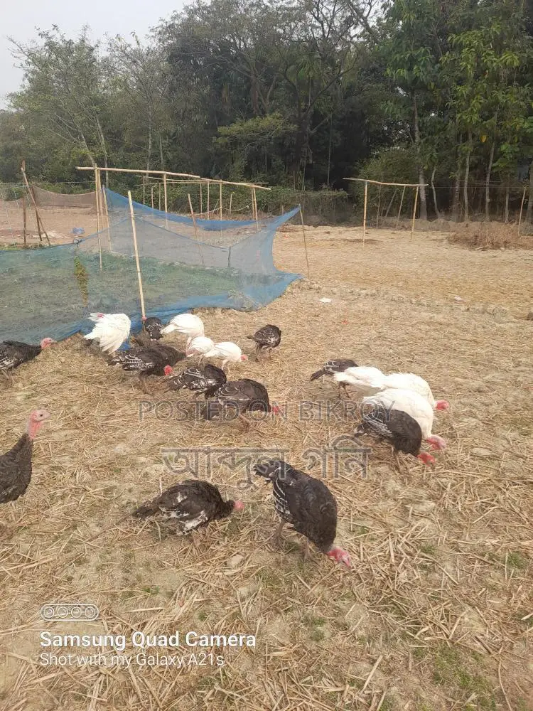 Turkey Chicks for Sale