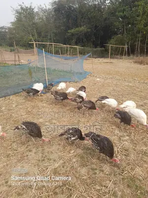 Turkey Chicks for Sale