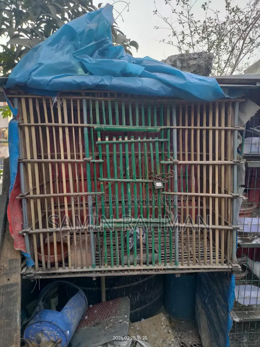Bird Cage