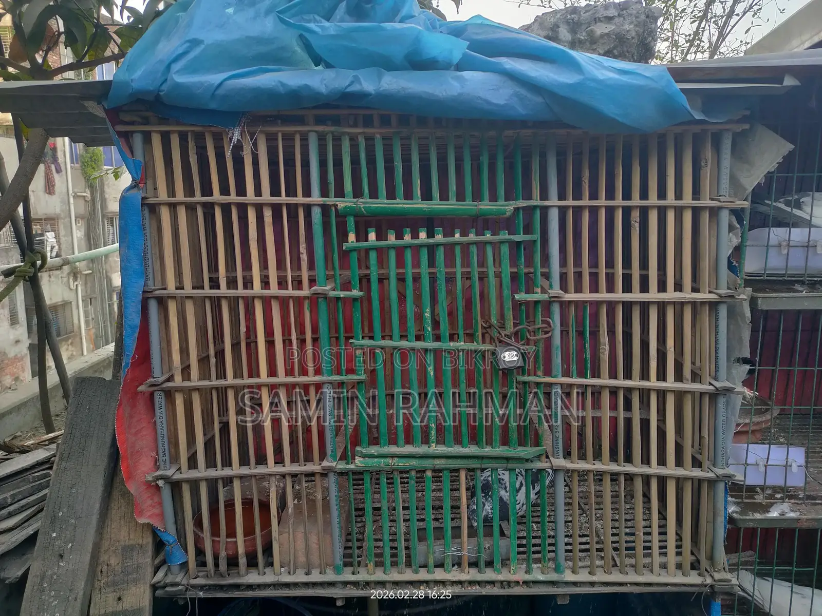 Bird Cage