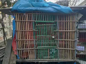 Bird Cage