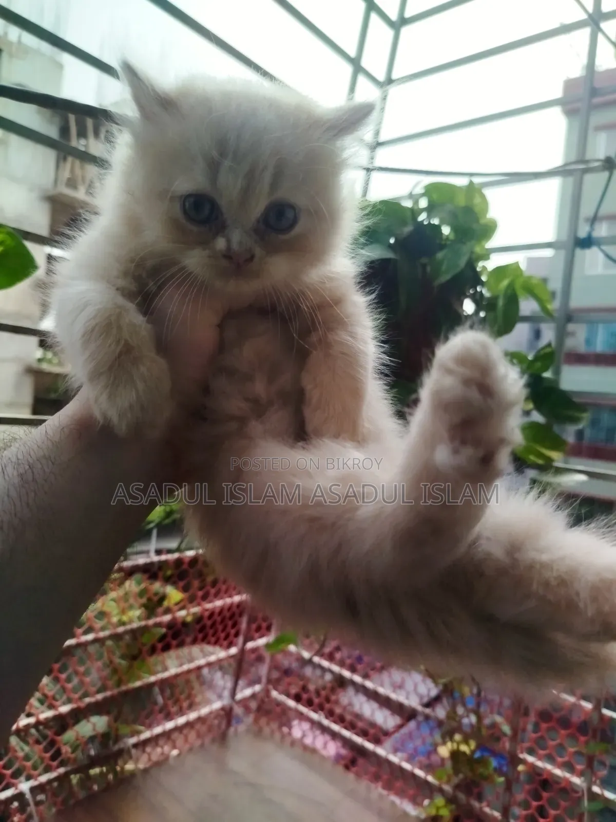 1-3 Months Male Purebred Abyssinian