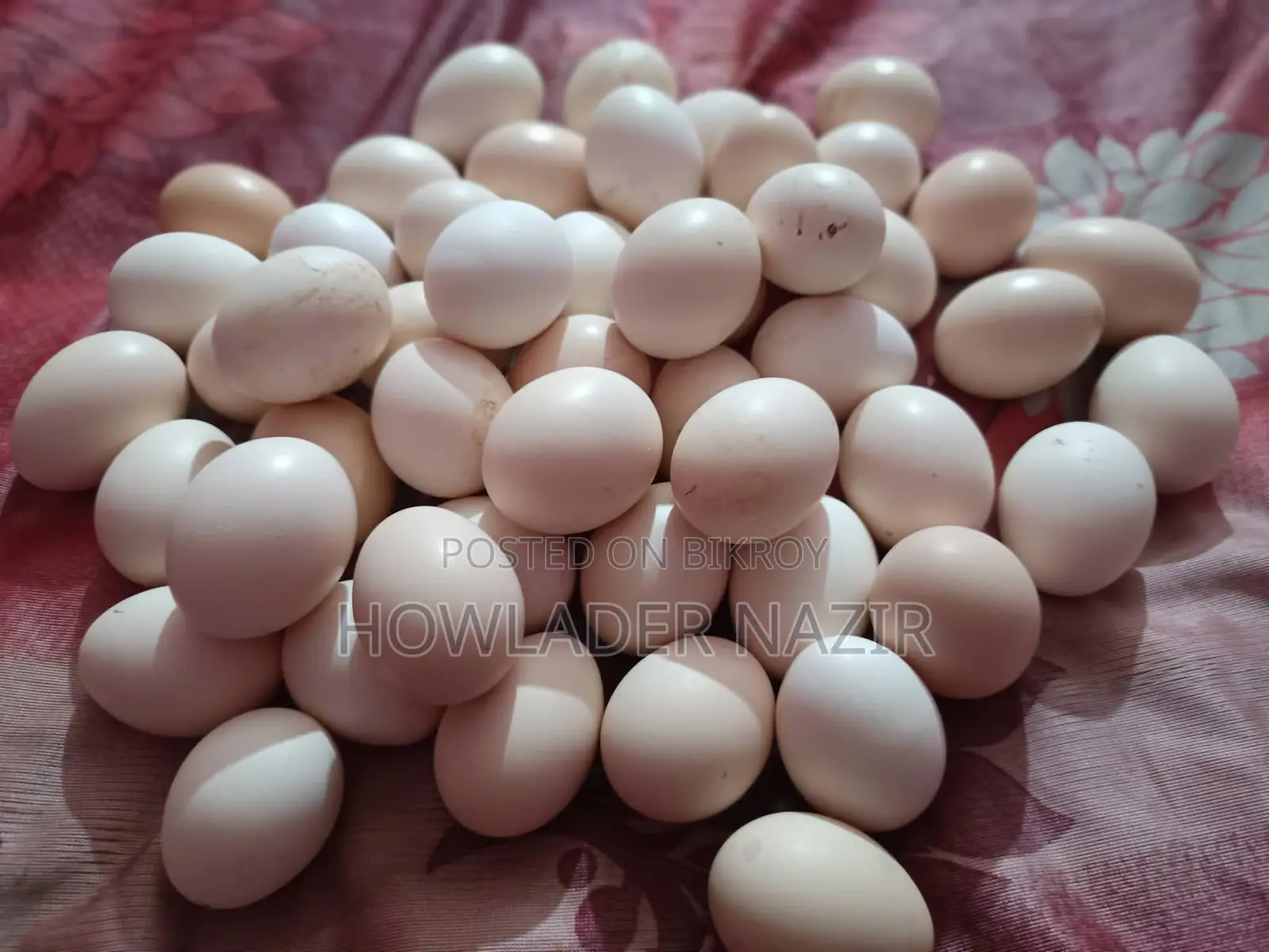 Light Brahma Chicken Hatching Eggs