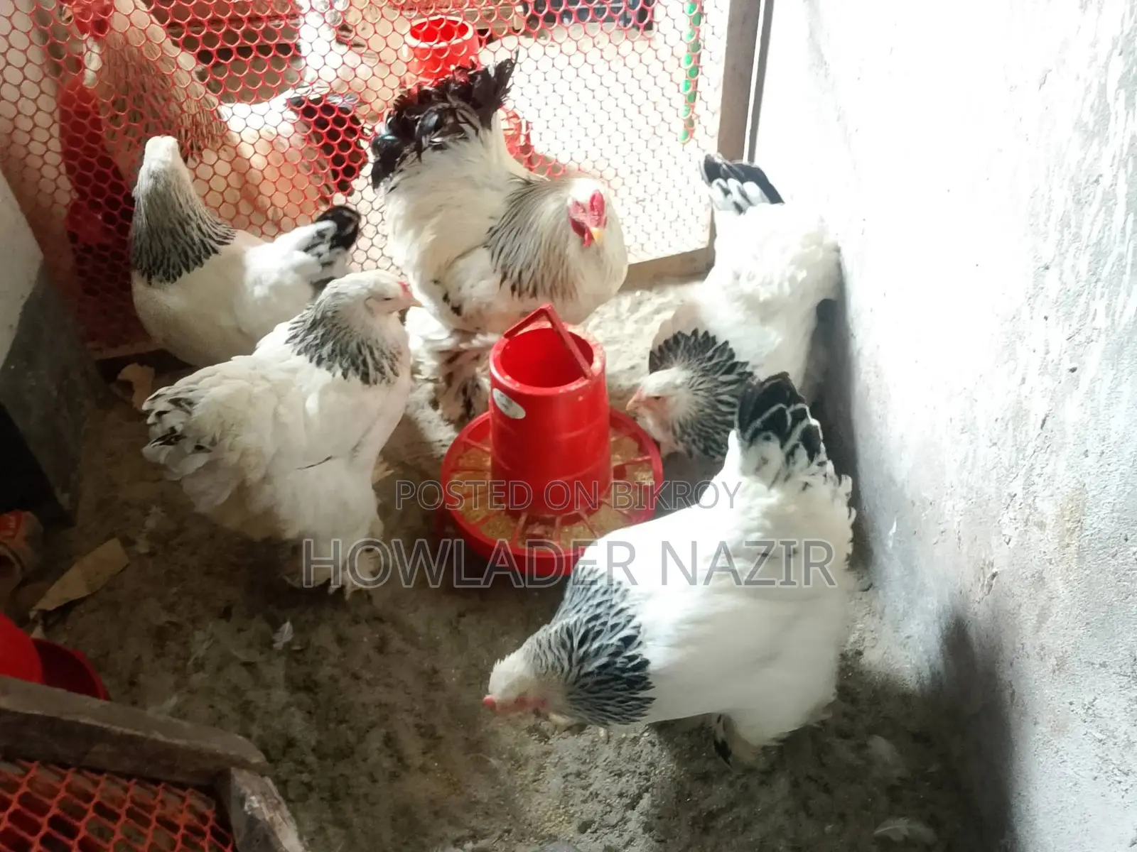 Light Brahma Chicken Hatching Eggs