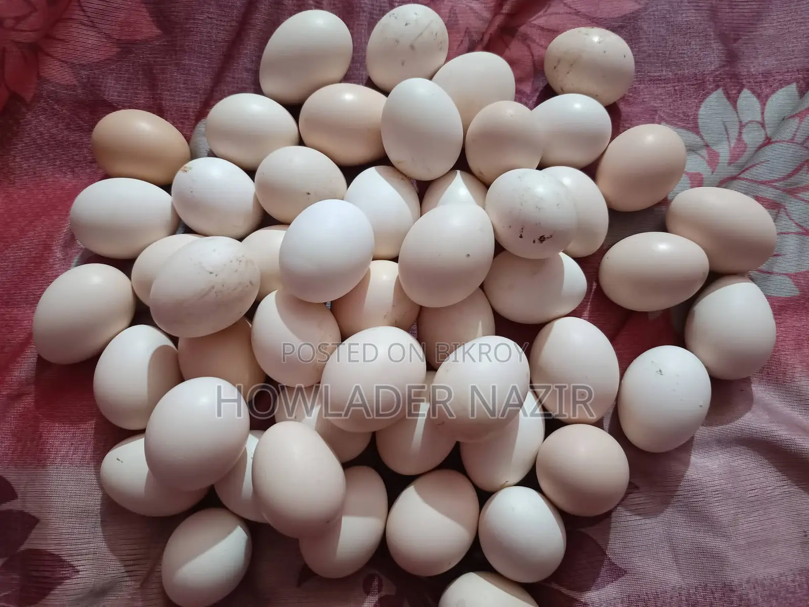 Light Brahma Chicken Hatching Eggs