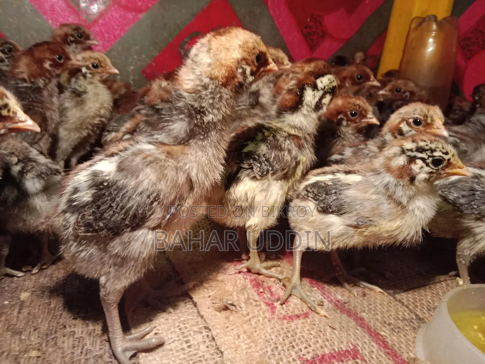 Original Egyptian Fayoumi chicks.