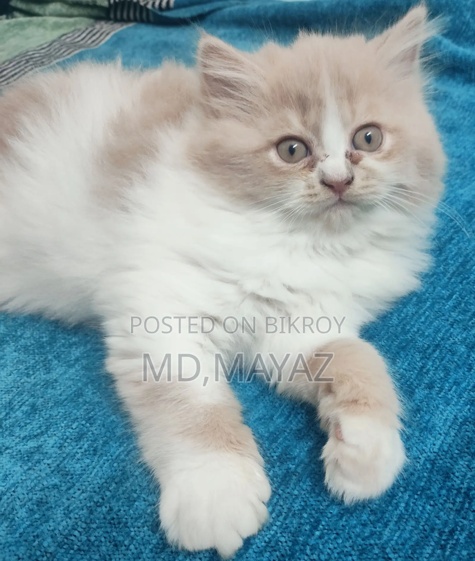 Persian Male Kitten