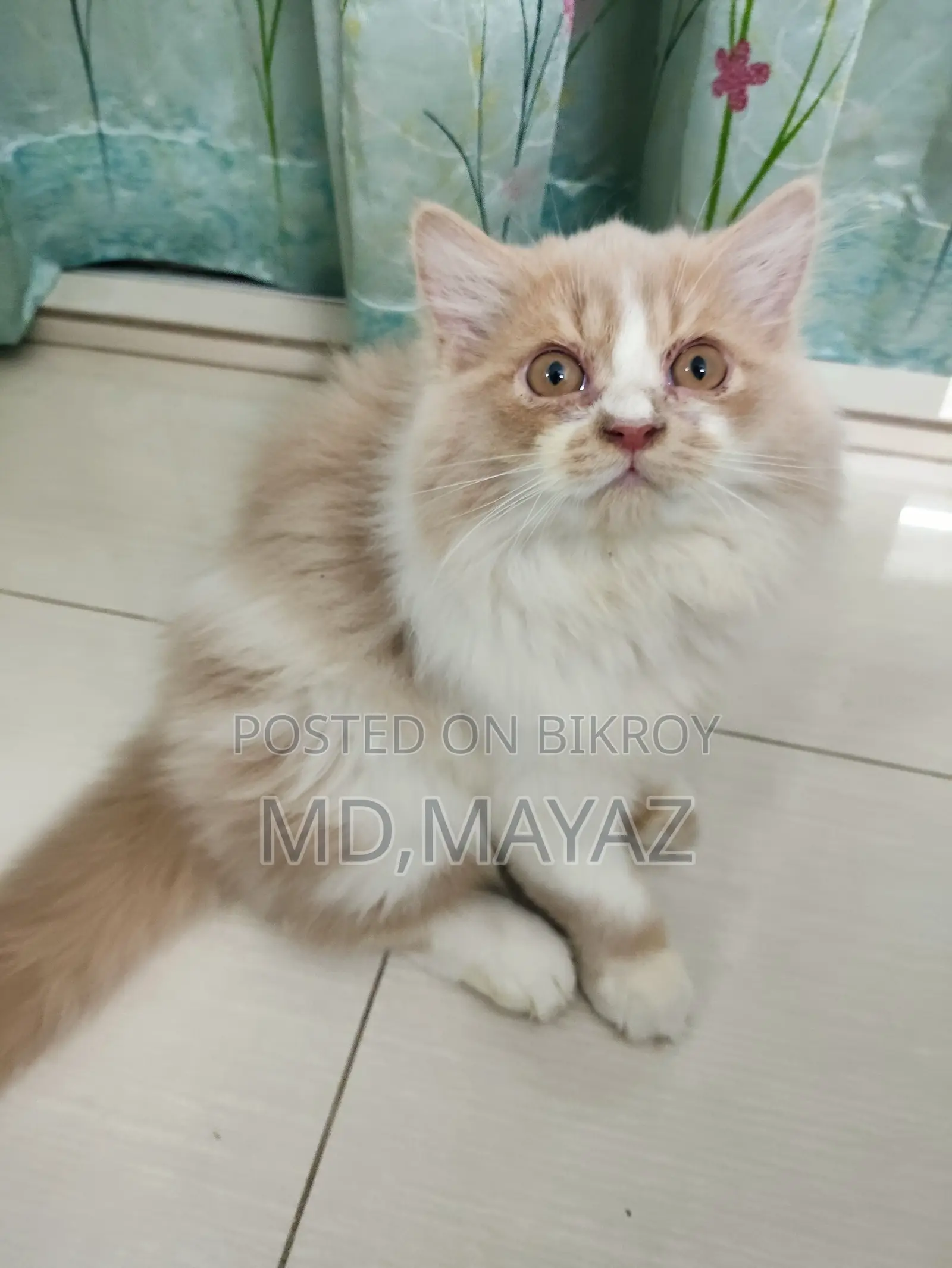 Persian Male Kitten