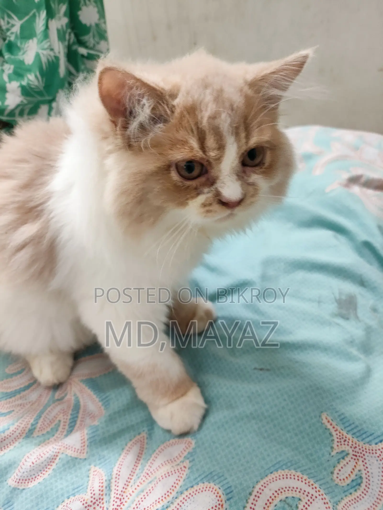 Persian Male Kitten