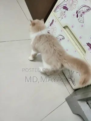 Persian Male Kitten