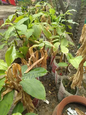 ইনসুলিন প্ল্যান্ট এ পাতা খেলে ডায়াবেটিস কমে