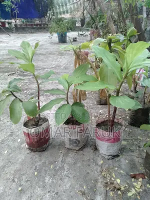 ইনসুলিন প্ল্যান্ট এ পাতা খেলে ডায়াবেটিস কমে