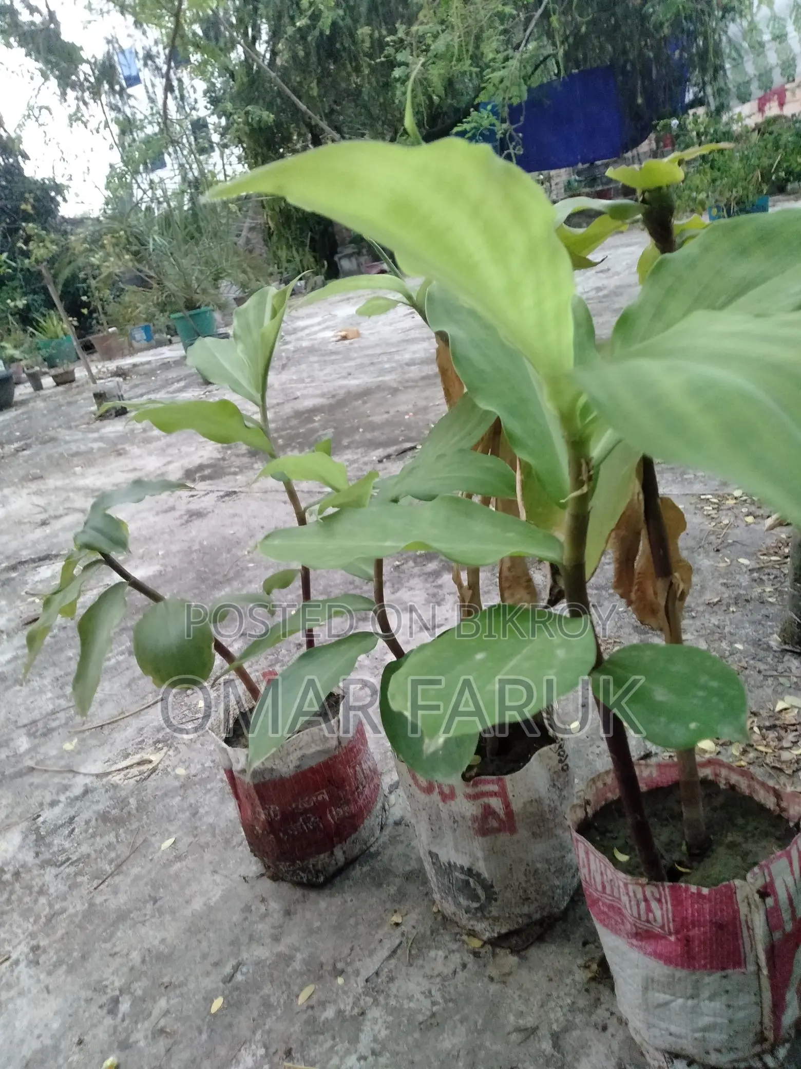 ইনসুলিন প্ল্যান্ট এ পাতা খেলে ডায়াবেটিস কমে