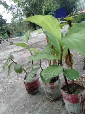 ইনসুলিন প্ল্যান্ট এ পাতা খেলে ডায়াবেটিস কমে