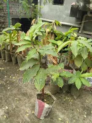 ইনসুলিন প্ল্যান্ট এ পাতা খেলে ডায়াবেটিস কমে