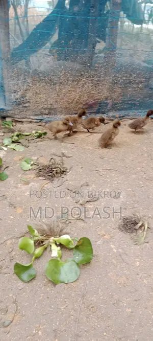 দেশি হাঁসের ছানা