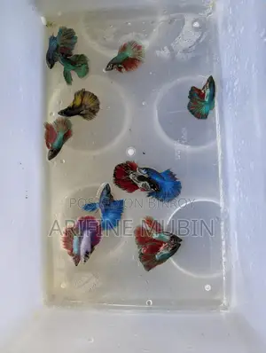 Betta Fish
