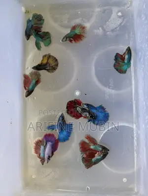Betta Fish