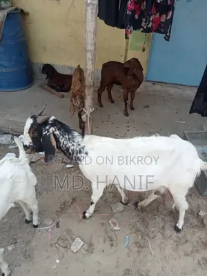 One Sheep, One Mother Goat, and Four Kids for Sale