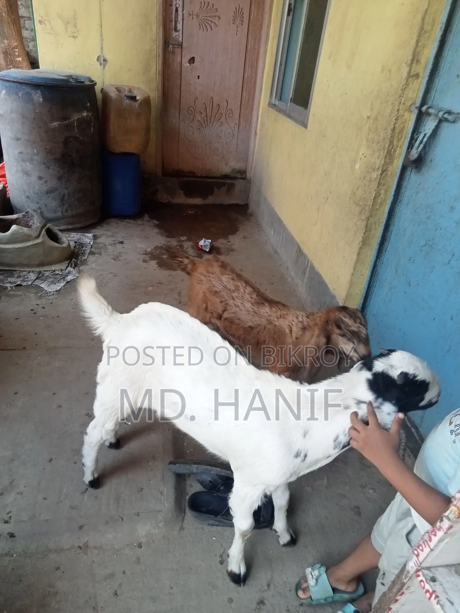 One Sheep, One Mother Goat, and Four Kids for Sale