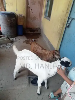 One Sheep, One Mother Goat, and Four Kids for Sale