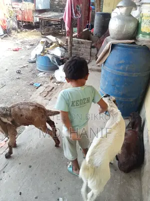 One Sheep, One Mother Goat, and Four Kids for Sale