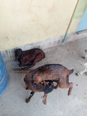 One Sheep, One Mother Goat, and Four Kids for Sale