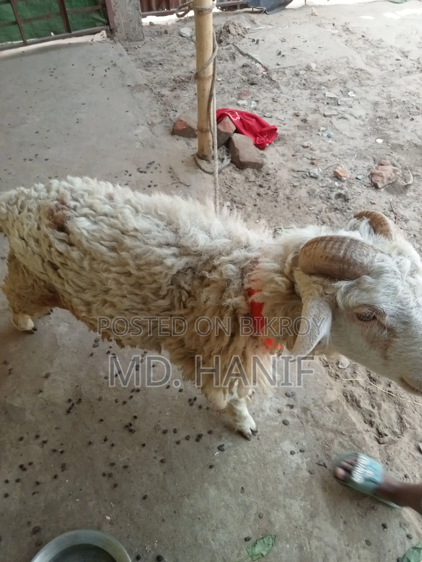 One Sheep, One Mother Goat, and Four Kids for Sale