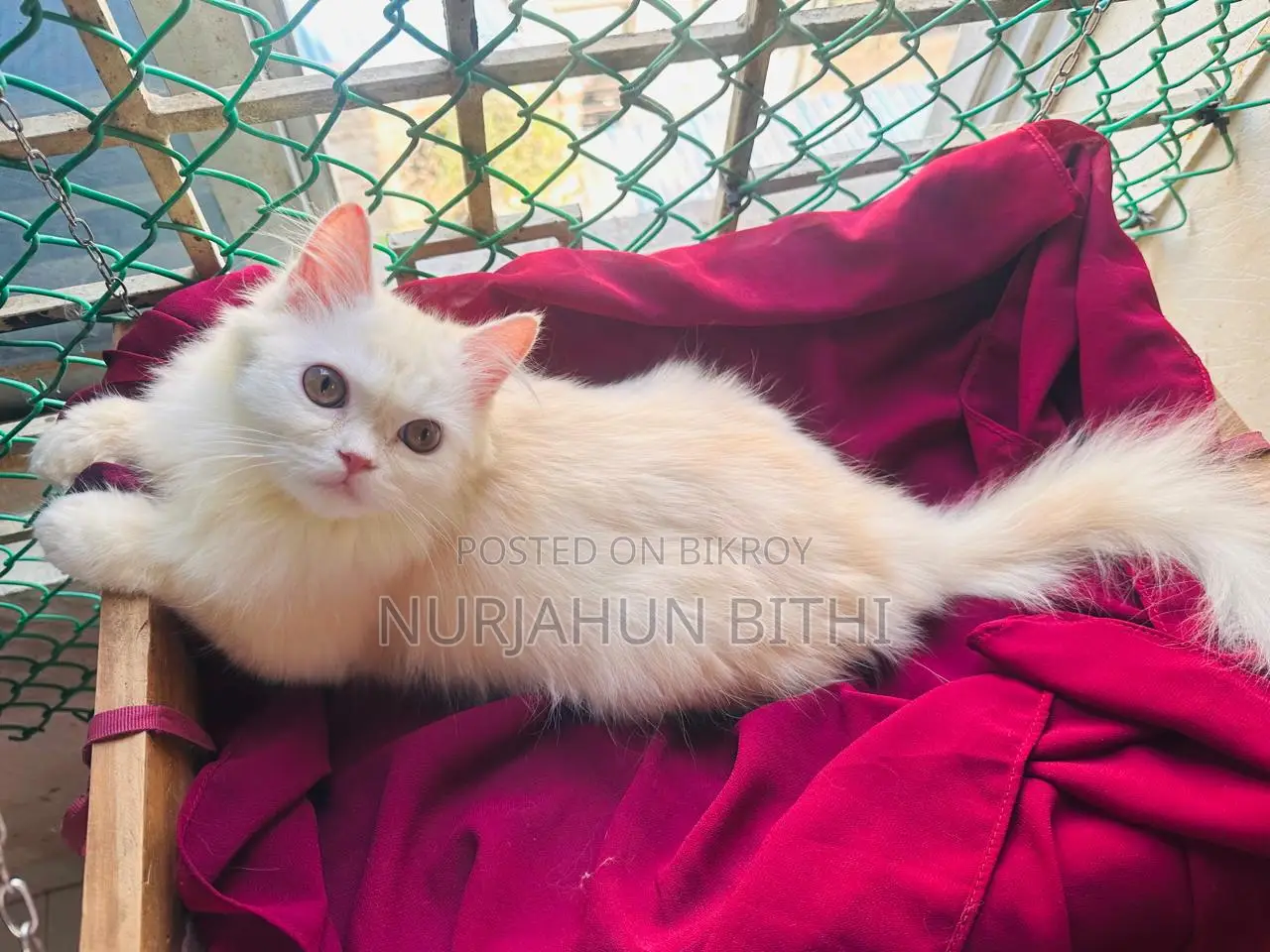 Persian Male Kitten