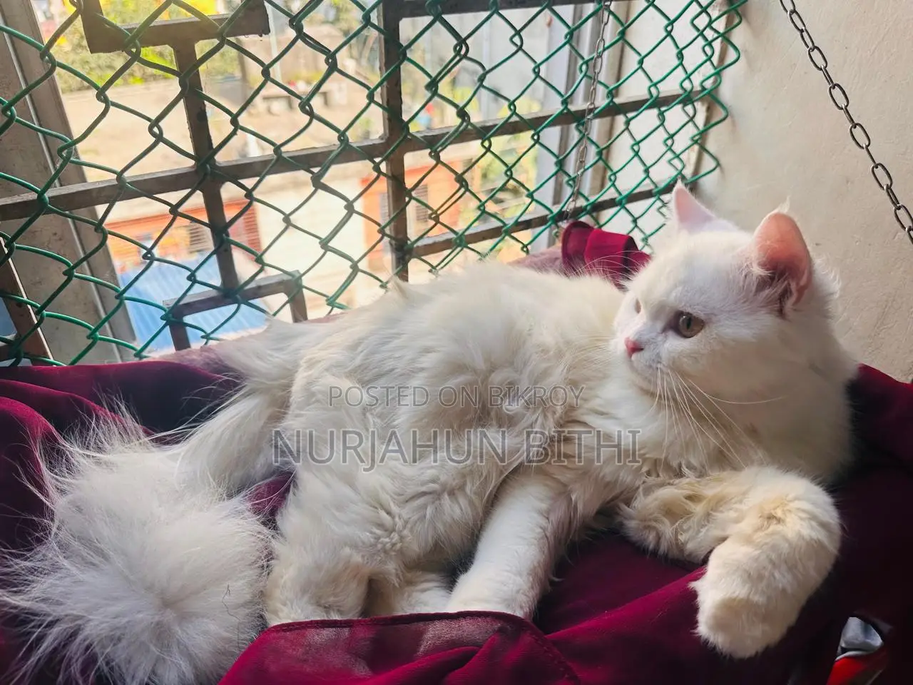 Persian Male Kitten