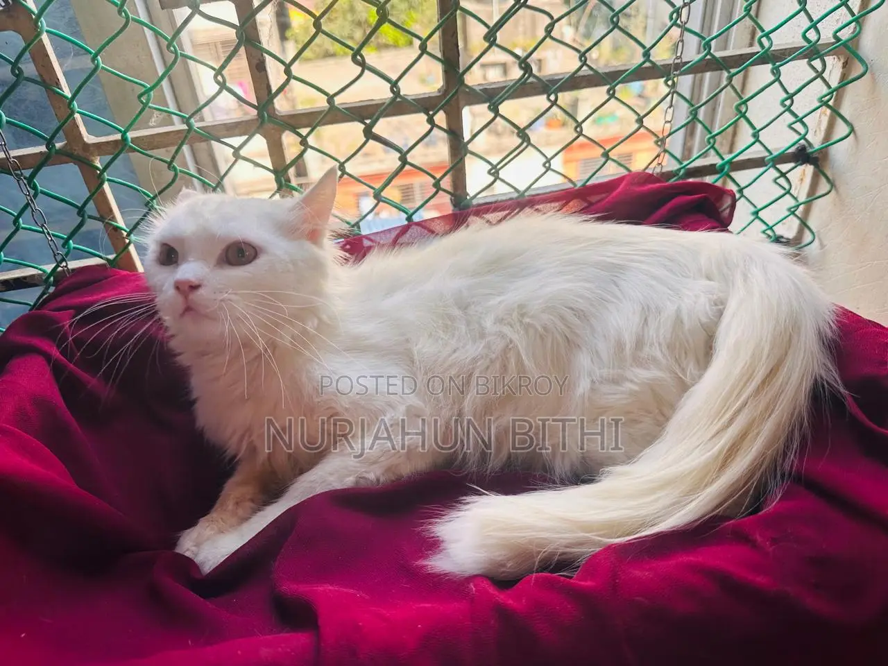 Persian Male Kitten