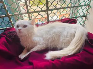 Persian Male Kitten