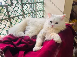 Persian Male Kitten
