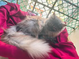 Persian Male Kitten