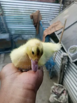 চিনা হাসের বাচ্চা