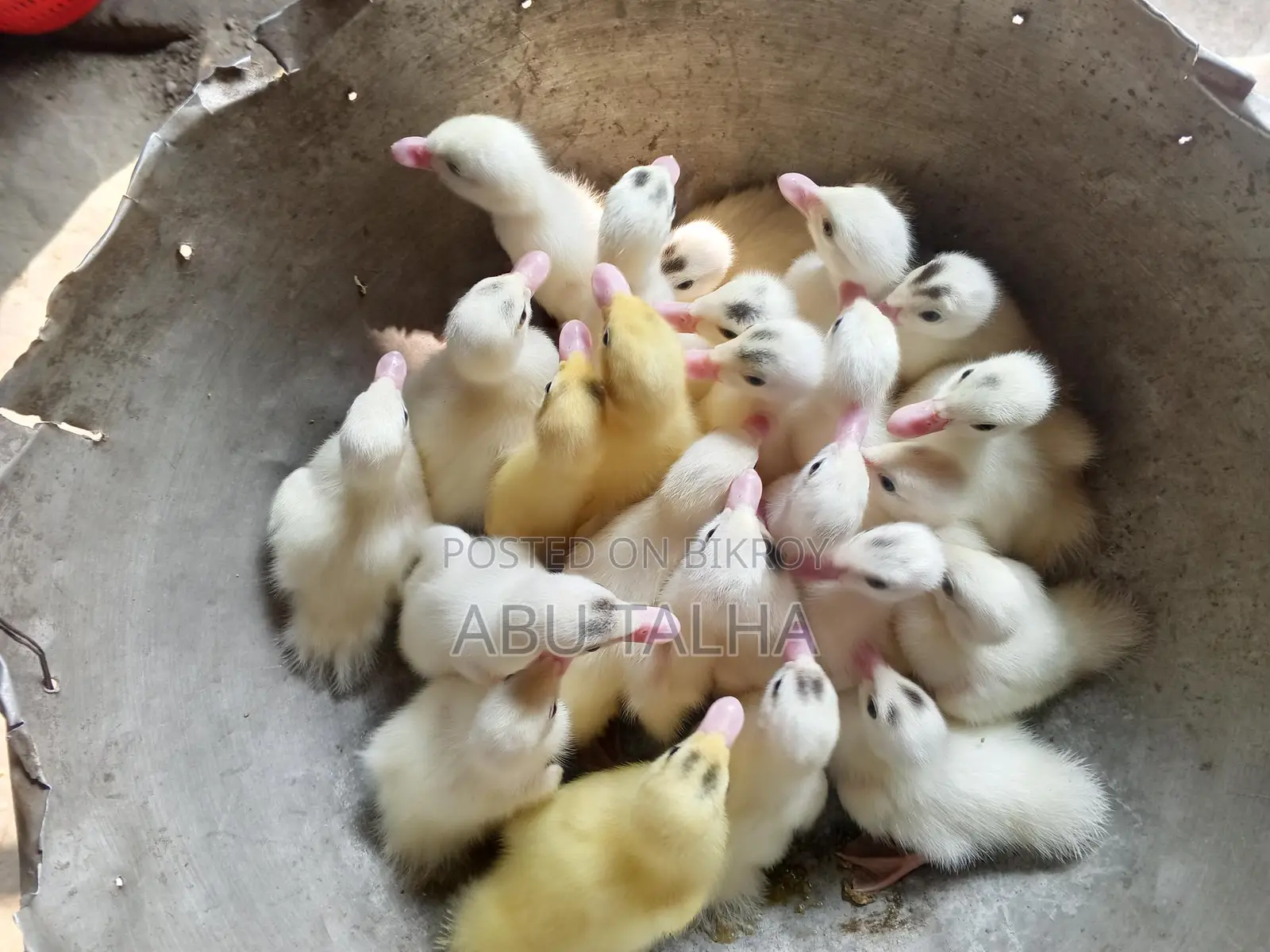 চিনা হাসের বাচ্চা