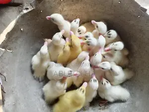 চিনা হাসের বাচ্চা