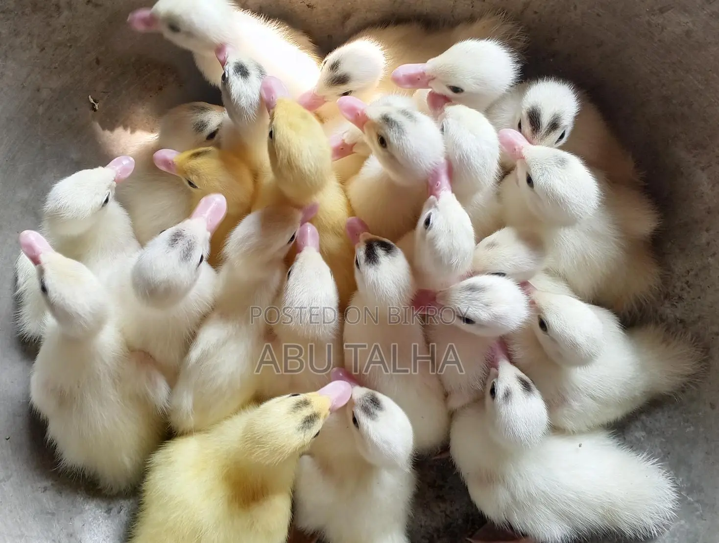 চিনা হাসের বাচ্চা