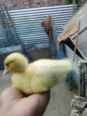 চিনা হাসের বাচ্চা