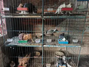 ছয় জোড়া কবুতর সহ খোপের লোহার খাঁচা বিক্রি করা হবে।