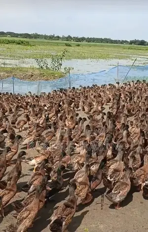 খাকি ক্যাম্পবেল হাস