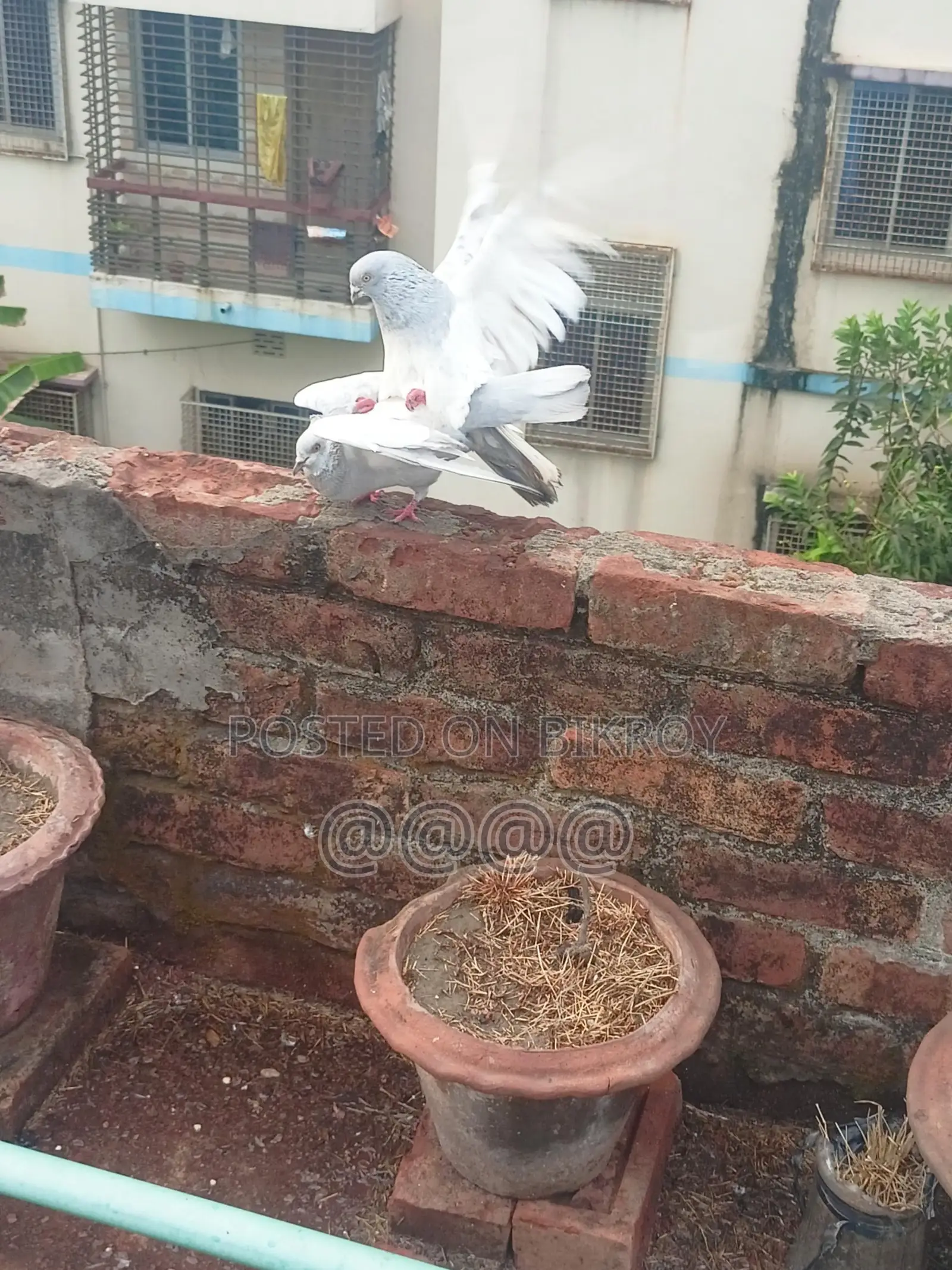 খাকি রানিং জোড়া কবুতর