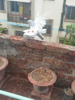 খাকি রানিং জোড়া কবুতর