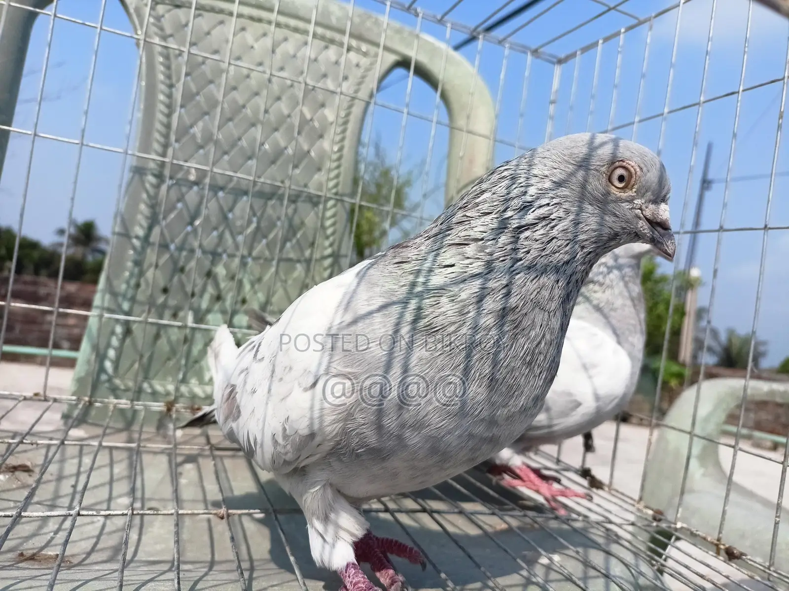 খাকি রানিং জোড়া কবুতর
