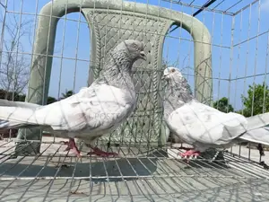 খাকি রানিং জোড়া কবুতর