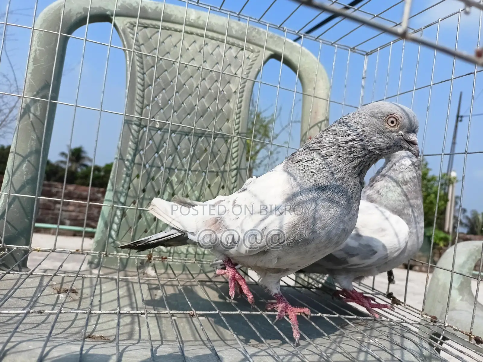 খাকি রানিং জোড়া কবুতর